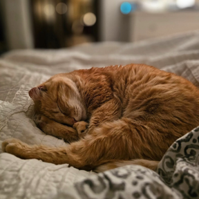 Morris resting