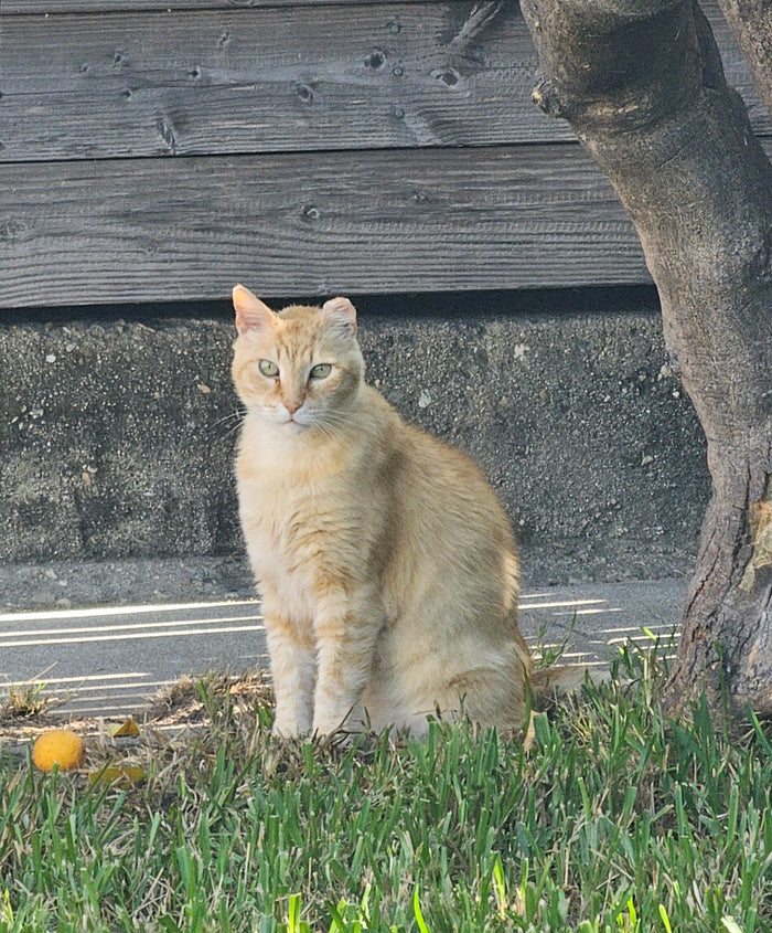 Morris recovered